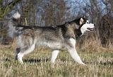 ALASKAN MALAMUTE 892